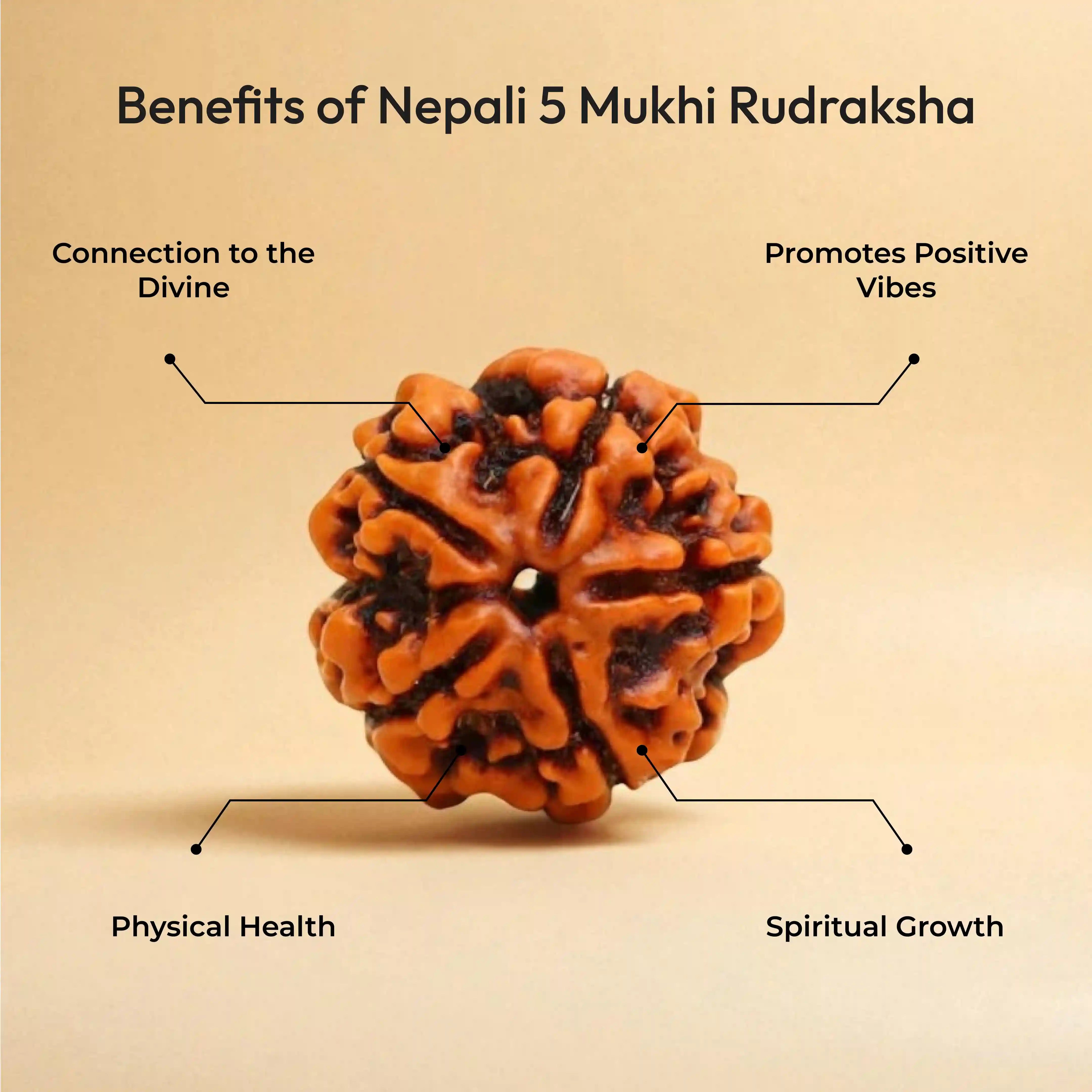 5 Mukhi Rudraksha Nepali