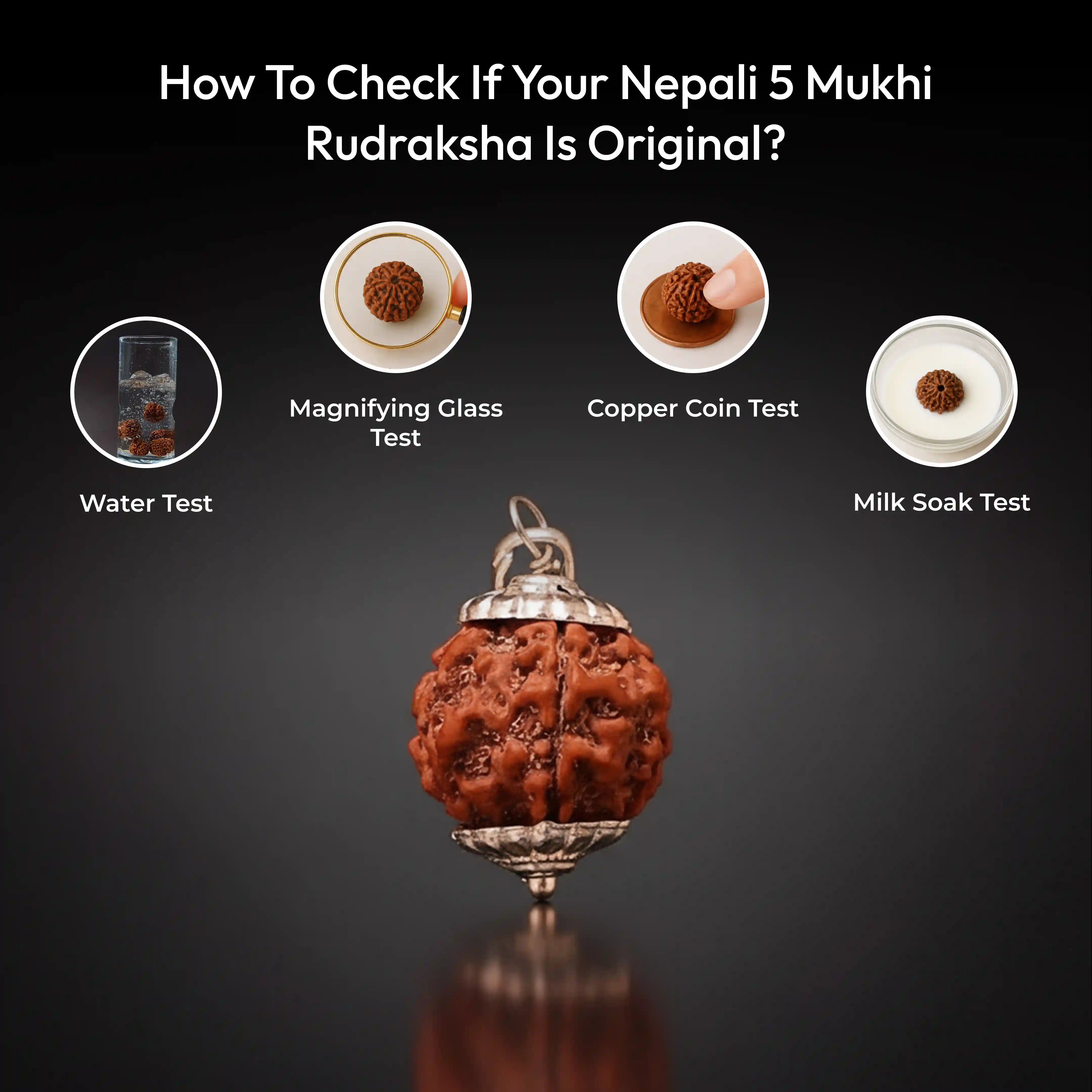 5 Mukhi Rudraksha Nepali