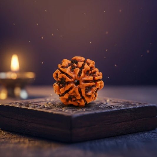 5 Mukhi Rudraksha Nepali