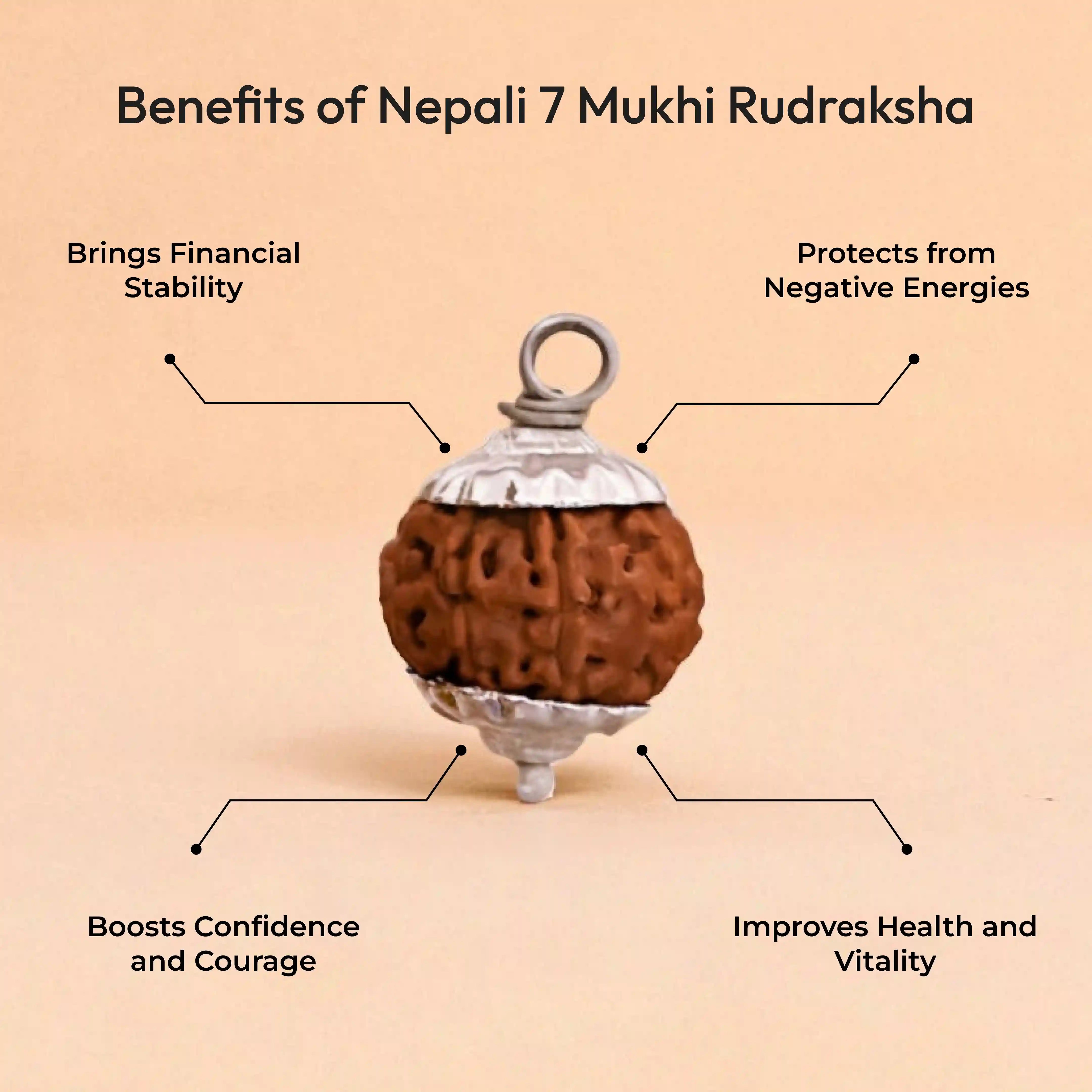 7 Mukhi Rudraksha Nepali