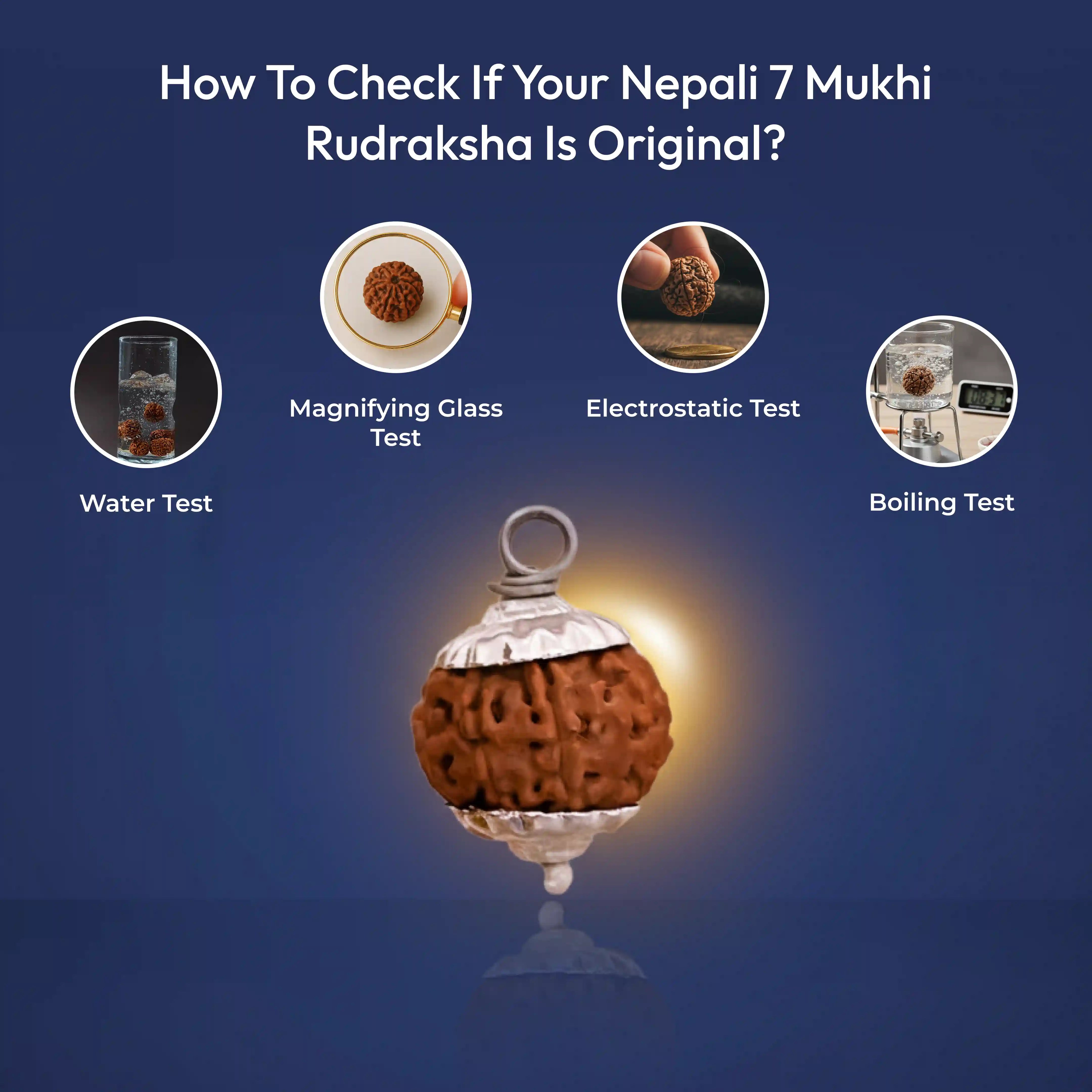 7 Mukhi Rudraksha Nepali