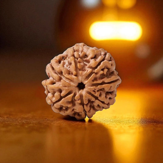 7 Mukhi Rudraksha Nepali